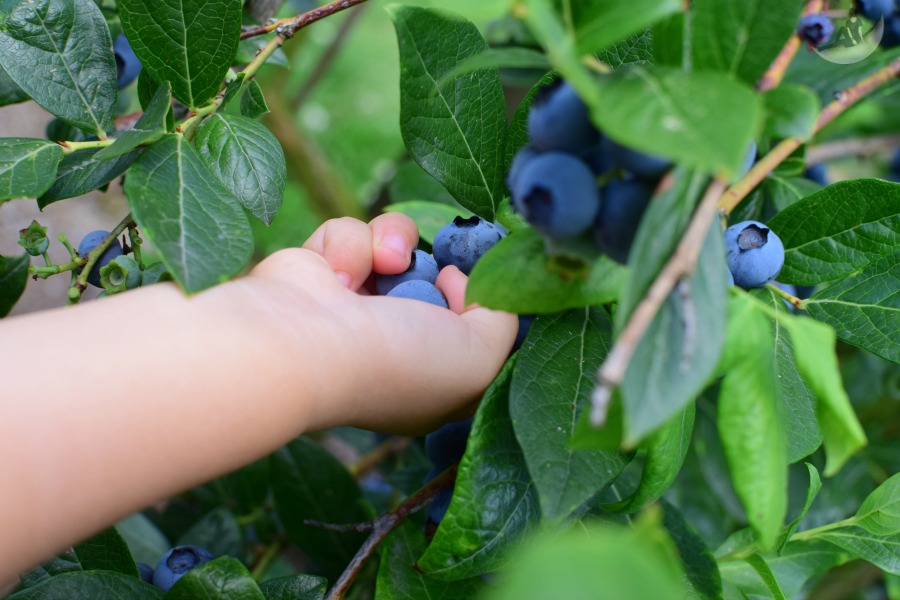 Krause Berry Farms and Estate Winery [U-Pick Blueberries]